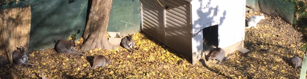 Wallabies in der Sonne